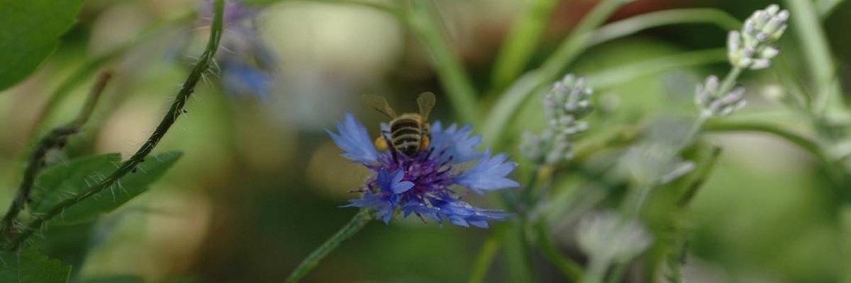 © Gemeinde Pliening – Sommer Impressionen 04