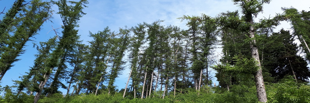 © Gemeinde Pliening – Ottersberger Wald